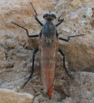 weird insect
